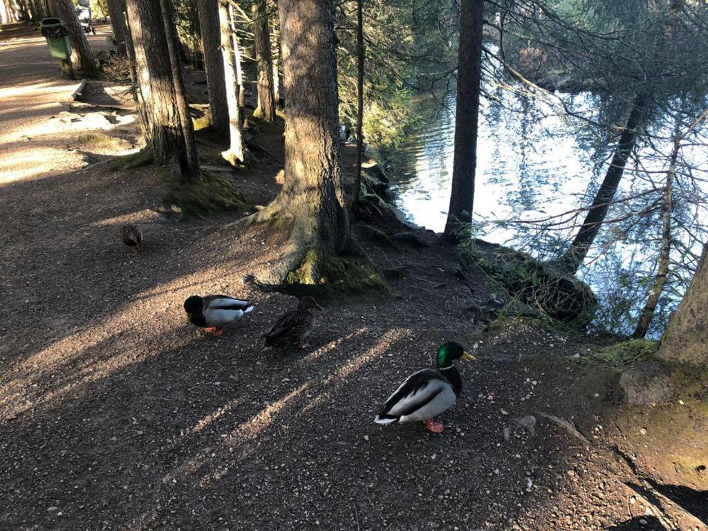 Lakeside Apartments Seefeld Ζέεφελντ Εξωτερικό φωτογραφία